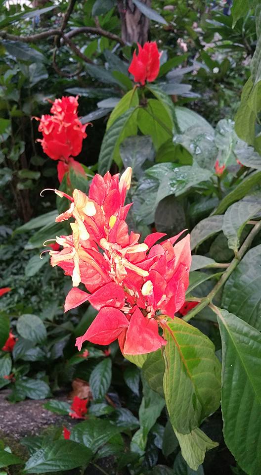 Bloom